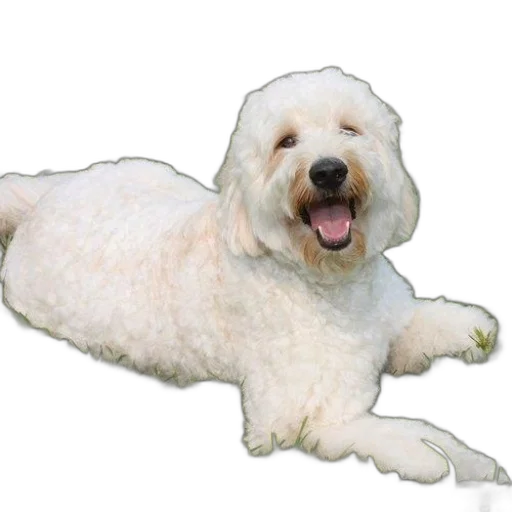 animal, creature, hair, staff transparent PNG cut-out