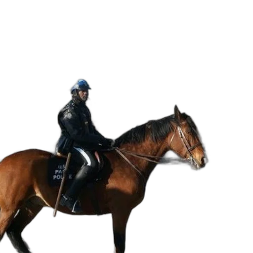 animal, jacket, hat, photorealistic transparent PNG cut-out