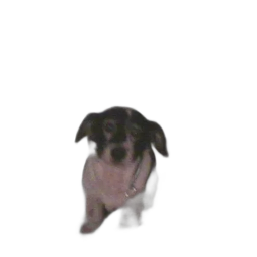 animal, creature, staff, face transparent PNG cut-out