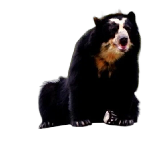 animal, staff, creature, photorealistic transparent PNG cut-out