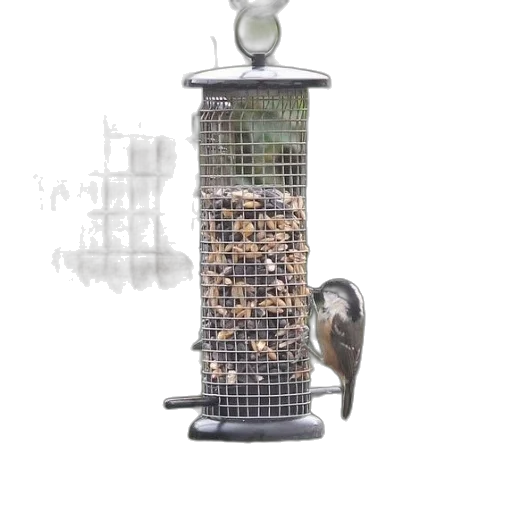 bird, perches, feeder, filled transparent PNG cut-out