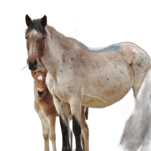 animal, creature, hair, staff transparent PNG cut-out