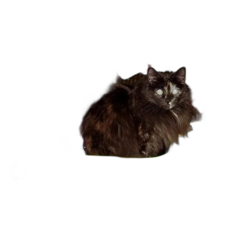 animal, creature, hair, crown transparent PNG cut-out