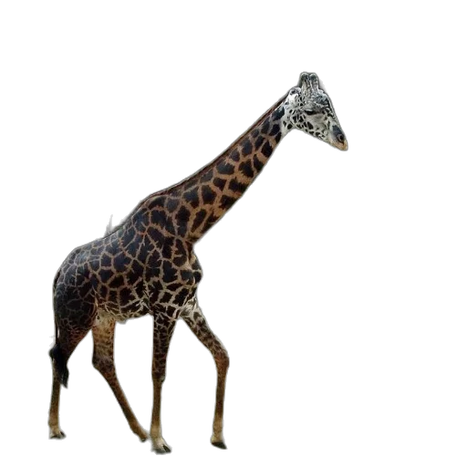 animal, creature, staff, hat transparent PNG cut-out