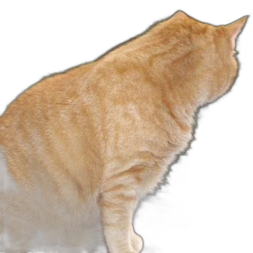 animal, staff, creature, hat transparent PNG cut-out