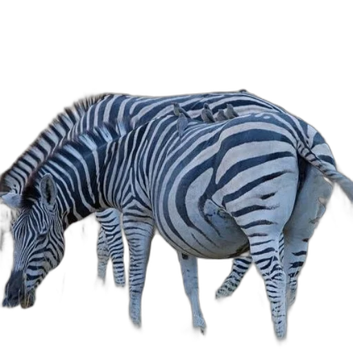 animal, creature, hat, furniture transparent PNG cut-out