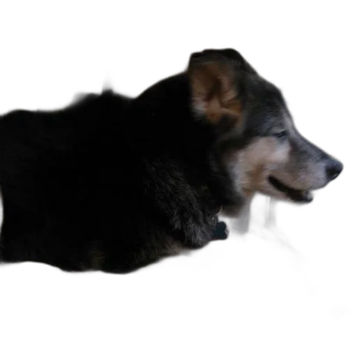 animal, staff, creature, weapon transparent PNG cut-out