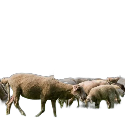 animal, creature, food, dragon transparent PNG cut-out