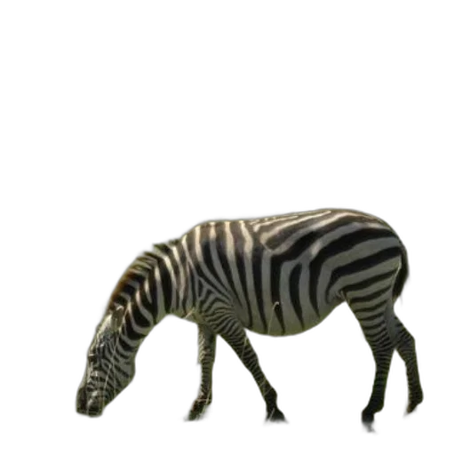 animal, creature, furniture, staff transparent PNG cut-out