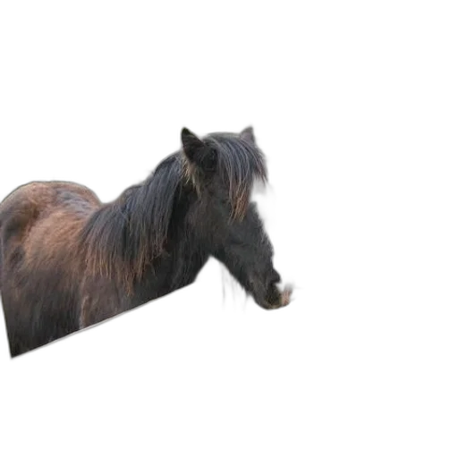 animal, hair, hat, creature transparent PNG cut-out