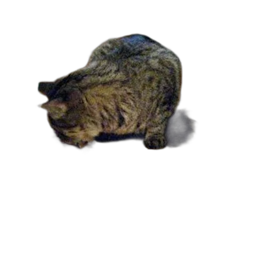 animal, hat, creature, staff transparent PNG cut-out