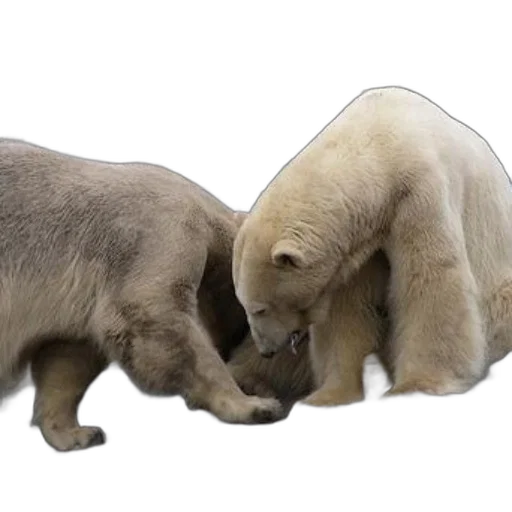 animal, 3d render, two, polar transparent PNG cut-out