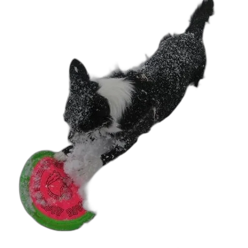 food, animal, creature, hat transparent PNG cut-out