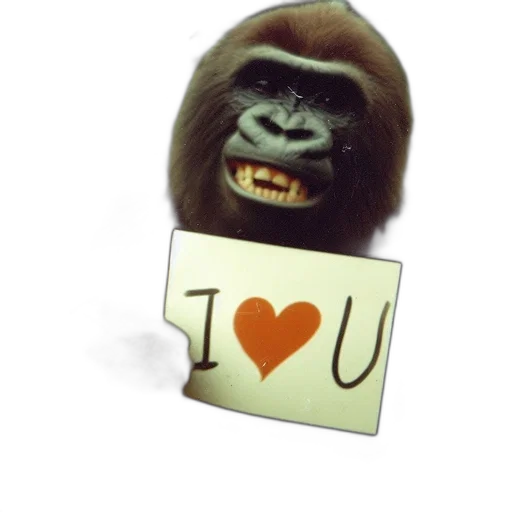 animal, photorealistic, gorilla, holds transparent PNG cut-out