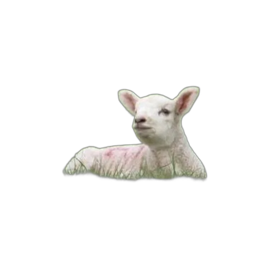 animal, creature, food, face transparent PNG cut-out