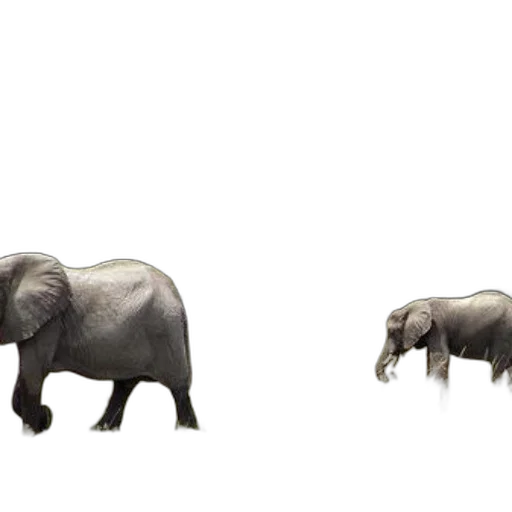 animal, creature, jewelry, furniture transparent PNG cut-out