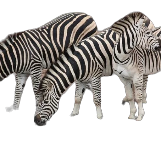 animal, creature, furniture, 3d render transparent PNG cut-out
