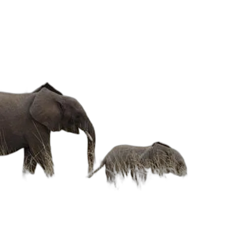animal, creature, hair, hat transparent PNG cut-out