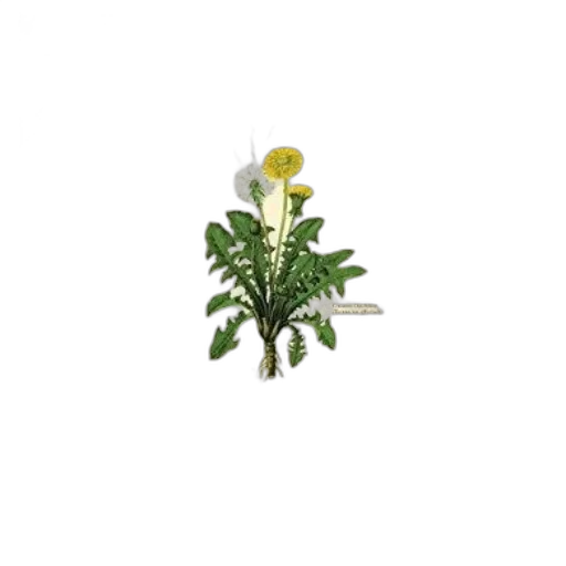 flower, crown, staff, tree transparent PNG cut-out