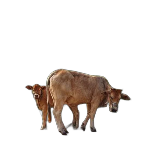 animal, creature, food, furniture transparent PNG cut-out