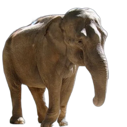 animal, creature, staff, hat transparent PNG cut-out