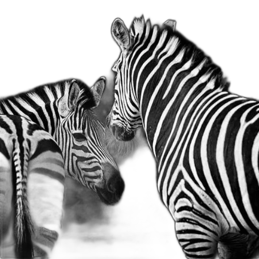 animal, photorealistic, monochrome, two transparent PNG cut-out