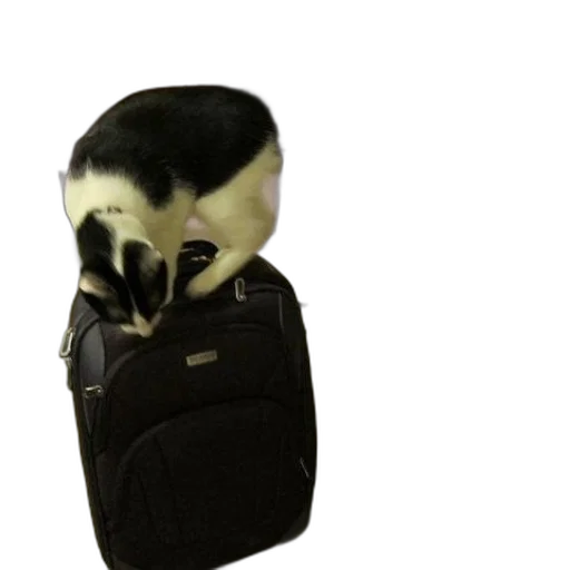 animal, jacket, mask, creature transparent PNG cut-out
