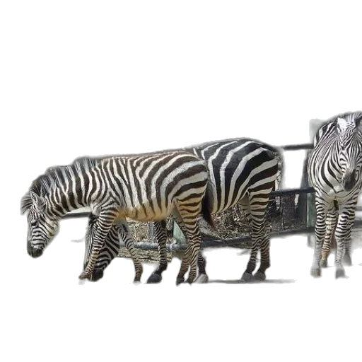 furniture, animal, jewelry, car transparent PNG cut-out