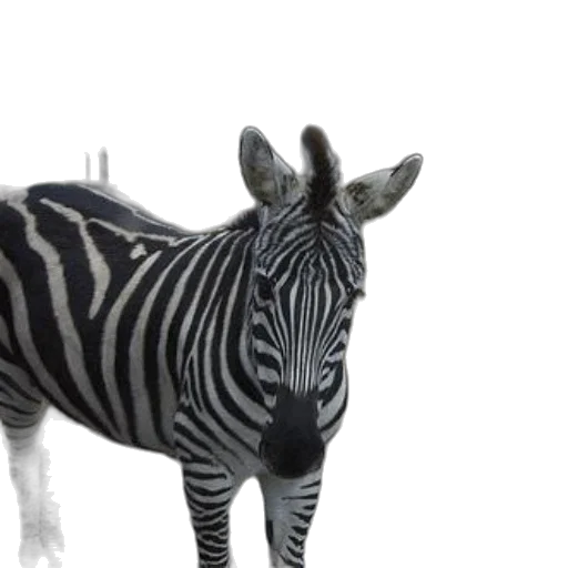 animal, creature, 3d render, photorealistic transparent PNG cut-out