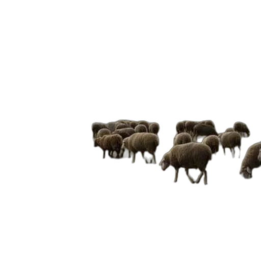 animal, furniture, weapon, car transparent PNG cut-out