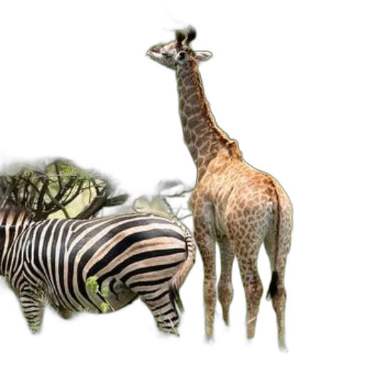 animal, creature, staff, jewelry transparent PNG cut-out