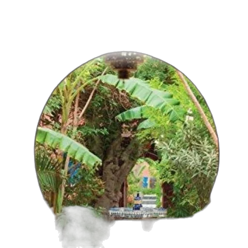 tree, umbrella, staff, hat transparent PNG cut-out