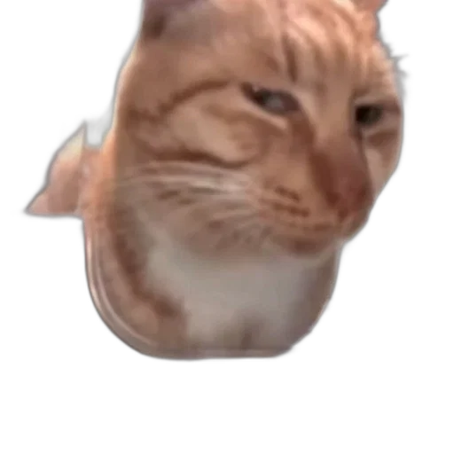 animal, face, creature, mask transparent PNG cut-out