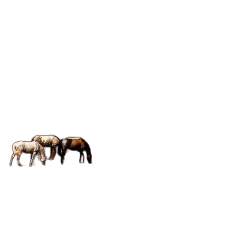 animal, furniture, creature, hair transparent PNG cut-out