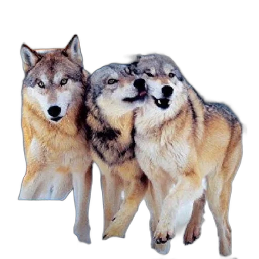 animal, jacket, mask, creature transparent PNG cut-out