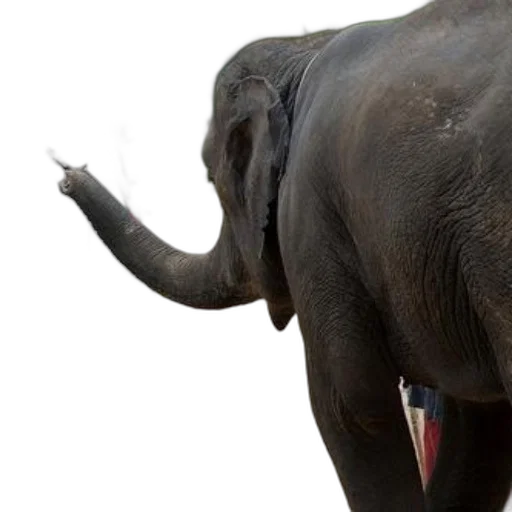 animal, creature, photorealistic, elephant transparent PNG cut-out