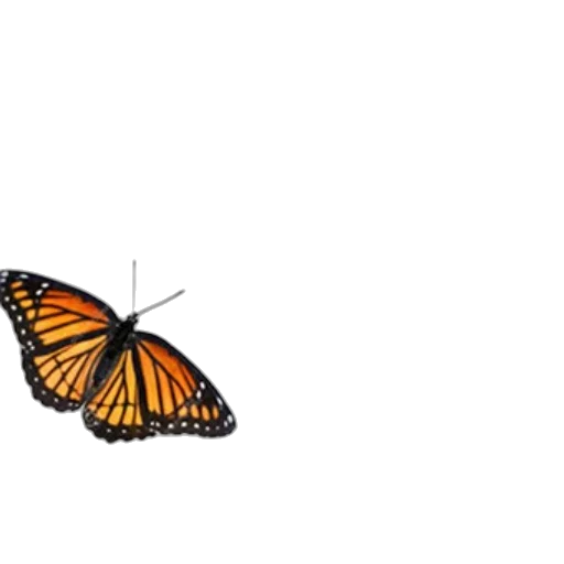 animal, creature, umbrella, crown transparent PNG cut-out