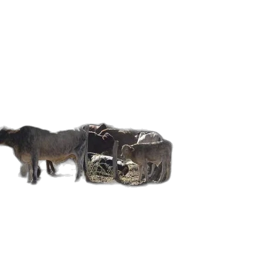 jewelry, animal, weapon, dragon transparent PNG cut-out