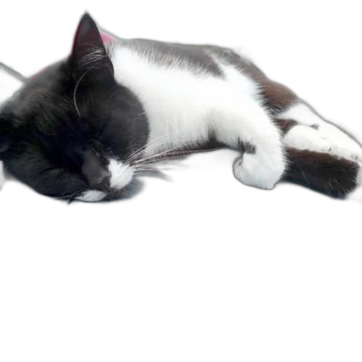 staff, animal, creature, photorealistic transparent PNG cut-out