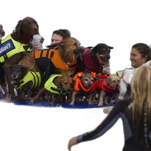 underwater, group, dogs, wearing transparent PNG cut-out