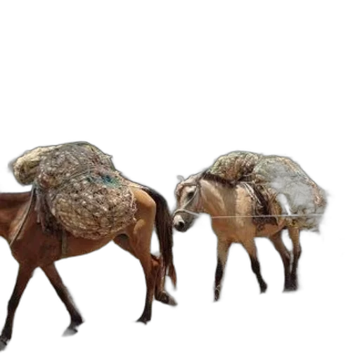 furniture, animal, hat, hair transparent PNG cut-out
