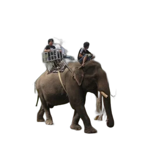 animal, creature, staff, car transparent PNG cut-out