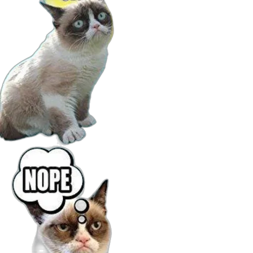 hat, humorous, sticker, sheet transparent PNG cut-out