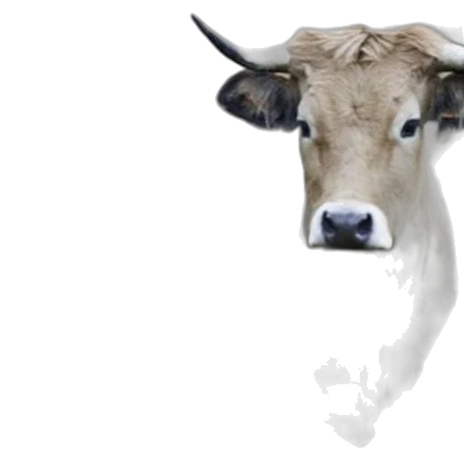 animal, face, mask, creature transparent PNG cut-out