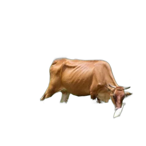 animal, food, mask, creature transparent PNG cut-out
