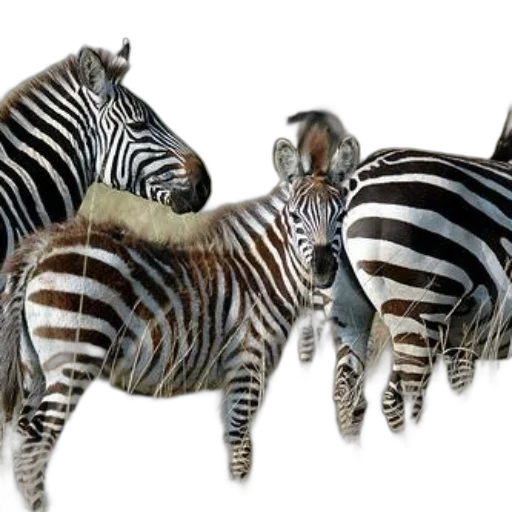 animal, creature, jewelry, 3d render transparent PNG cut-out