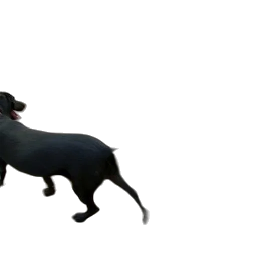 animal, creature, 3d render, photorealistic transparent PNG cut-out