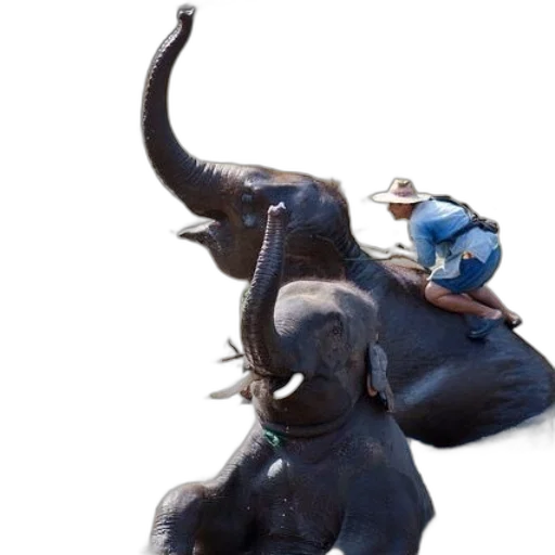 animal, creature, staff, mask transparent PNG cut-out