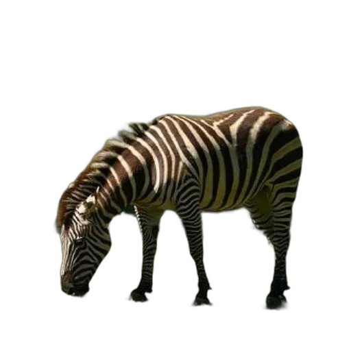animal, creature, furniture, staff transparent PNG cut-out