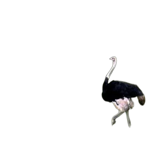 creature, animal, hair, staff transparent PNG cut-out